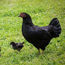 5 reasons to keep this chicken Where To Buy French Black Copper Marans Chickens Efowl