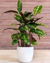We did not find results for: 15 Best Living Room Plants Living Room Indoor Plants To Buy Now