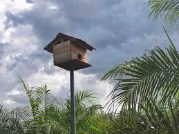 Jenis buah yang masuk ke pabrik sawit pada umumnya jenis tenera atau jenis dura. Burung Hantu Tyto Alba Dan Kelapa Sawit Inhil Berkah