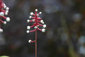 Image result for Blumea adamsii