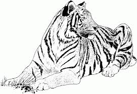 Out of the entire population of tigers in the wild, only about 3% are left, and 97% were completely wiped out in a period of just 100 years :' (. Free Tiger Coloring Pages Coloring Home