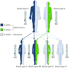 Tap again to see term 👆. File Abo System Codominance Svg Wikipedia