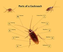 It handles termite, mosquito, and bed bug infestations. Orlando Pest Control German Roaches Orlando Pest Control