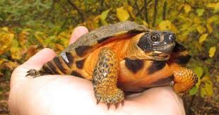 Development and poaching erasing years of work to protect wood turtles in  Virginia