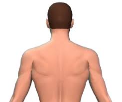 It affects up to 80% of americans at some pain. Spinalis Thoracis Muscle