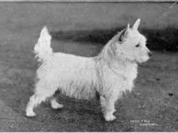 These Dog Breeds Didn T Look Like This 100 Years Ago Page 24 White Terrier West Highland White Terrier West Highland Terrier Puppy
