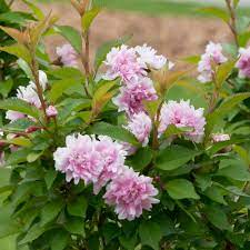 Zuzu Ornamental Cherry Prunus Incisa Proven Winners