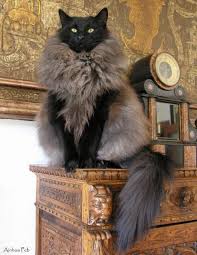 This Cat Looks Like It Is Wearing The Fur Of Its Enemies Imgur Cats Cute Cats Pretty Cats