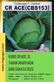 Batang tersebut berwarna hijau, tebal dan lunak namun cukp kuat. Kubis Cr Ace Si Tahan Akar Gada Dari Sakata Seed Kubis Benih Petani
