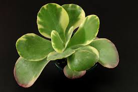 Image result for kalanchoe thyrsiflora