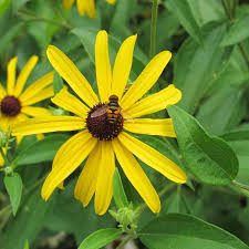 A voice for the natural landscaping movement. Working toward the next four  decades of growing native plants and restoring natura