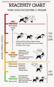 northeast boston terrier rescue dog stress level chart