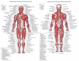 us 0 99 50 off human anatomy muscles system art poster print body map canvas wall pictures for medical education home decor in painting