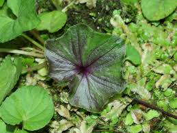 Image result for Nervilia ballii