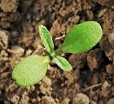 Image result for květopas jahodníkový