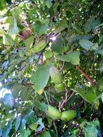 Image result for Mondia ecornuta