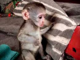 Vind fantastische aanbiedingen voor monkey pet. Vervet Monkey Babies Youtube