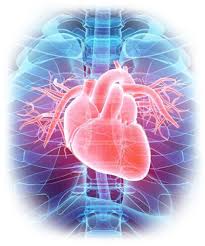 Cardiovascular Disease | Washington Vascular