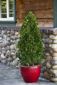 Manhattan Euonymus Fast Growing Hedge Plants Fast Growing Evergreens Late Summer Flowers