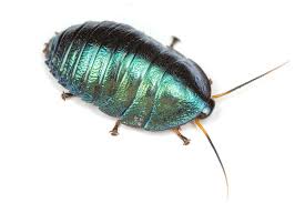 Image result for Pseudopod Ospermum