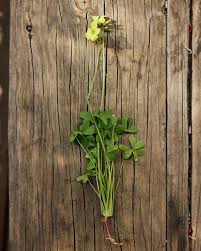 Image result for Oxalis pes-caprae