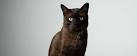 York Chocolate Cat Breed Profile | Petfinder