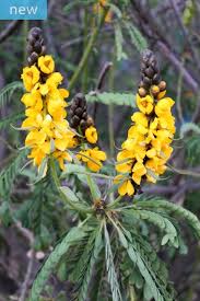 Image result for Senna didymobotrya