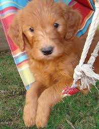 Akc fox red labs for sale. Puppies Irish Doodle Goldendoodle Puppies For Sale Eagle Valley Puppies