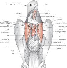 Part of the nervous system with the spinal column. The Anatomy And Physiology Of The Avian Endocrine System Veterinary Clinics Exotic Animal Practice