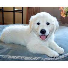 Golden retriever puppy selection starts when the puppies are at least three to four weeks old and is in order of deposit received. Talini Golden Retrievers Golden Retriever Breeder In Tucson Arizona