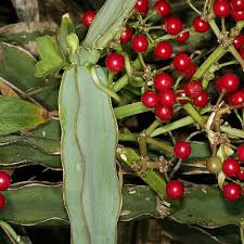 Image result for Cissus quadrangularis