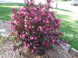 Magenta pink flowers stand out against the bronze foliage and lime venation. Weigelia Wine Roses Year 2 Made It Through Harsh 08 09 Winter And Came Back Beautifully This Ye Weigela Wine And Roses Garden Yard Ideas Outside Plants