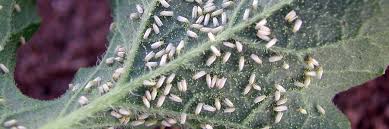 Las partes jóvenes de las plantas son colonizadas por los adultos, realizando las puestas de huevos. Los Danos Causados Por La Mosca Blanca Canna Espana