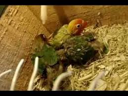 Looking for love bird bananafish? Anakan Lovebird Ijo Palamerah Vs Palamas Youtube