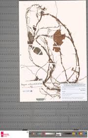 Image result for Begonia subscutata