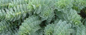 Why is it a noxious weed? Euphorbia Species Creeping Spurge Donkey Tail Myrtle Spurge Euphorbia Myrsinites