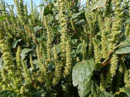 Image result for Amaranthus hybridus