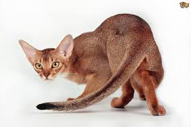 Abyssinian Cat Breed Facts Highlights Buying Advice Pets4homes