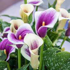 Breck's White and Purple Flowers Picasso Calla Lily Bulb (1-Pack ...