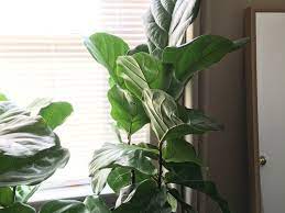 Do the brown areas cause the fallen leaves at some point falling off? What Causes Fiddle Leaf Fig Leaves To Lean Straight Up