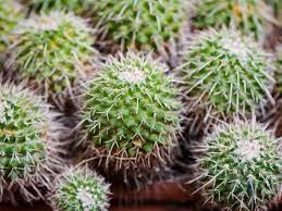 Great savings & free delivery / collection on many items. 150 Captivating Cactus And Succulent Business Name Ideas