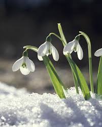 The Best Winter Flowers To Brighten Up Your Garden Winter Flowers Birth Flowers Amazing Flowers