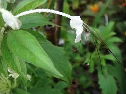 Image result for Clerodendrum incisum