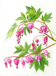 Bleeding Hearts 1 By Sharon Freeman Flower Art Flower Drawing Flower Painting
