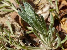 Image result for Helichrysum argyrosphaerum