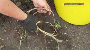 Apply weedkiller to isolated patches. Sean S Allotment Garden 293 How To Remove Bindweed Youtube
