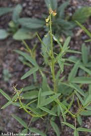 Image result for Crotalaria lanceolata