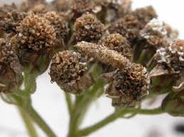 Image result for Ericinella