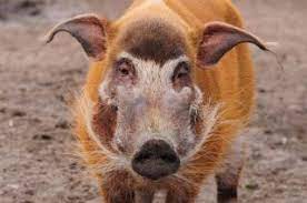 Das pinselohrschwein oder flussschwein ist eine säugetierart aus der familie der echten schweine. Www Zootierliste De