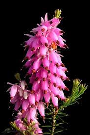 51 Different Types Of Heather Plus Interesting Facts Home Stratosphere